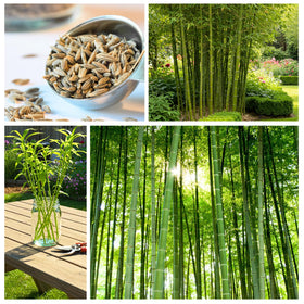 CZ Grain early bamboo shoots hint at rapid landscape growth.
