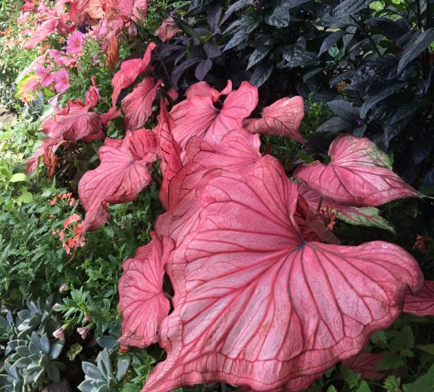 CZ Grain easy-to-grow caladium in decorative pots
