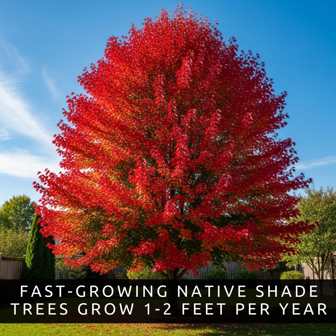 CZ Grain easy-grow maple seeds showing simple steps for beginner gardeners.