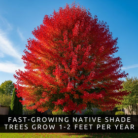 CZ Grain easy-grow maple seeds showing simple steps for beginner gardeners.