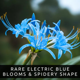 CZ Grain Electric Blue Spider Lily bloom closeup showing spidery petals and blue-gray tones.