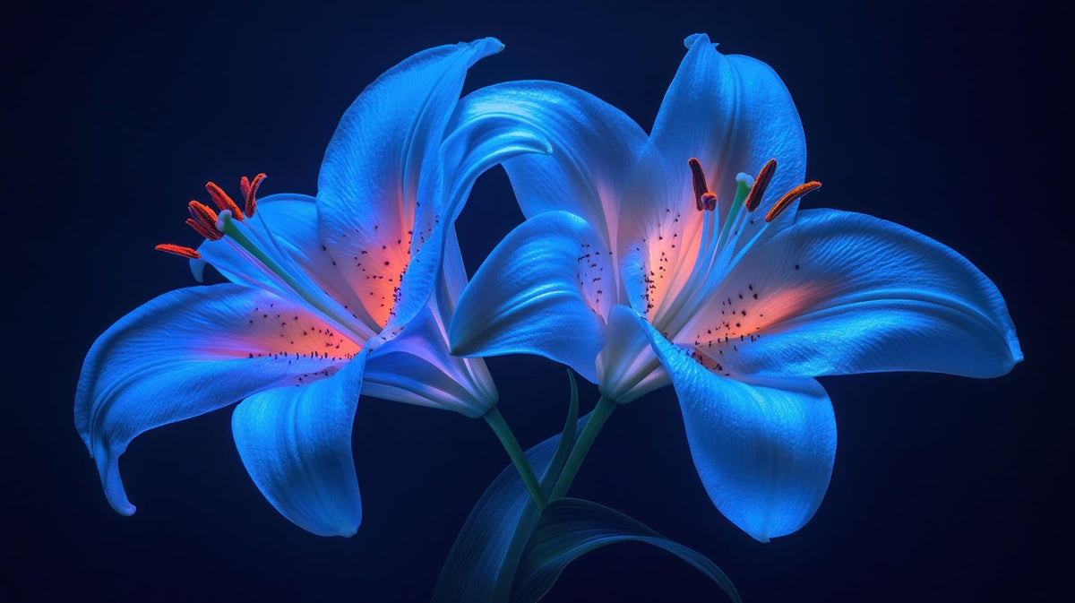 CZ Grain Electric Blue Spider Lily bulb ready for spring planting with dramatic blue blooms.