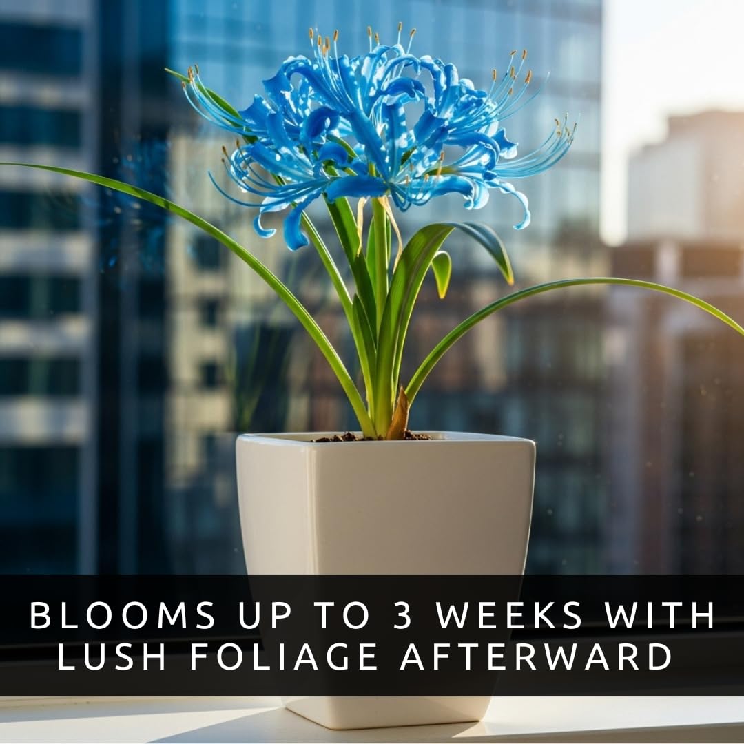 CZ Grain Electric Blue Spider Lily in a garden bed for striking seasonal interest.
