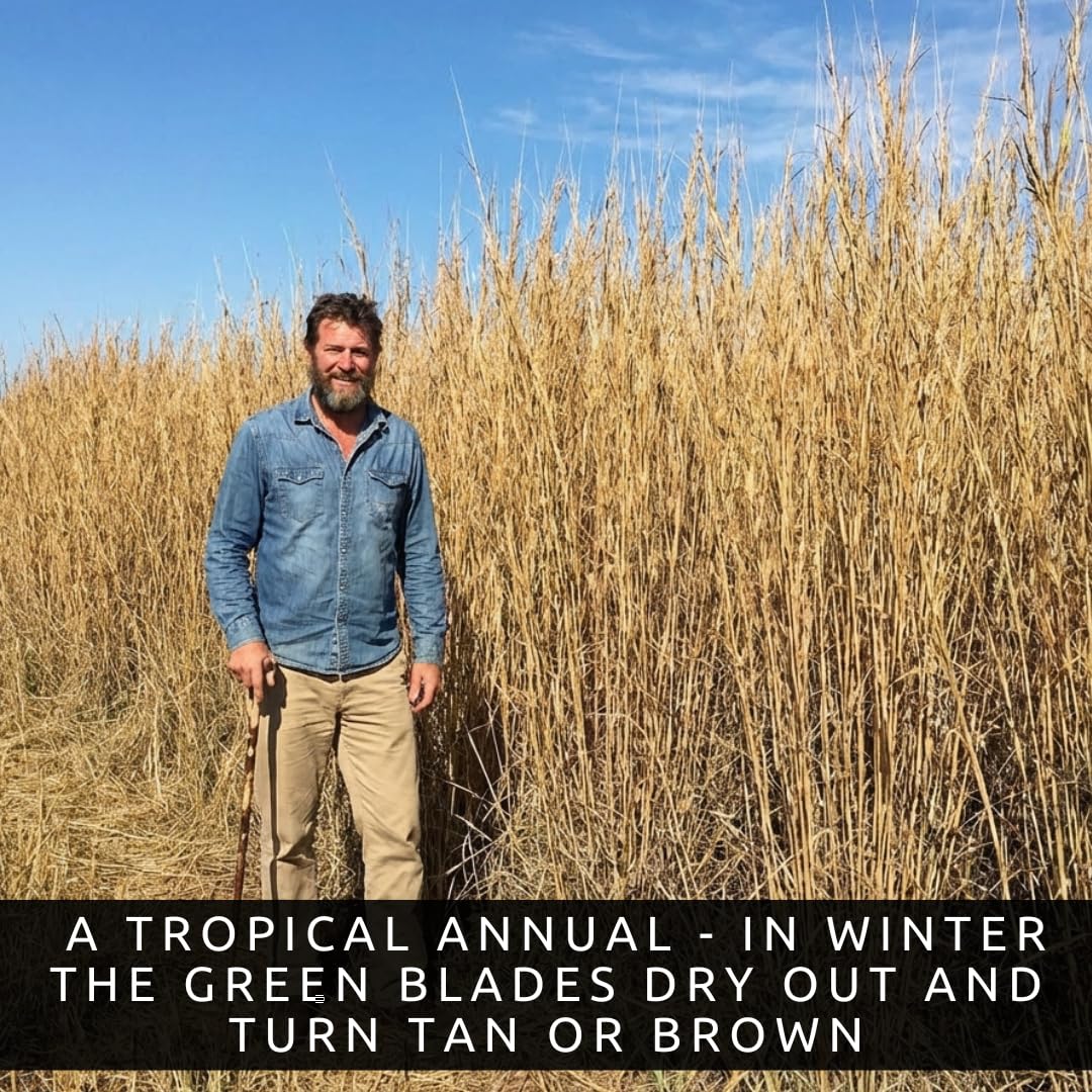 CZ Grain Elephant Grass seasonal growth cycle favors warm soils and regrowth