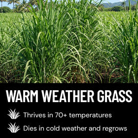 CZ Grain Elephant Grass seedlings in pots showing early growth potential