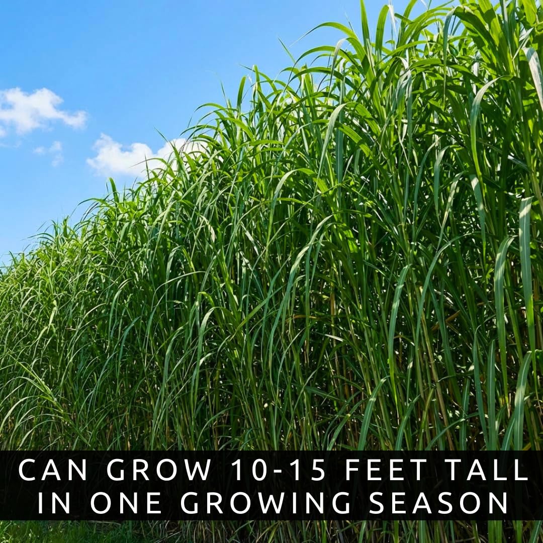 CZ Grain Elephant Grass Seeds erosion control planting on slopes