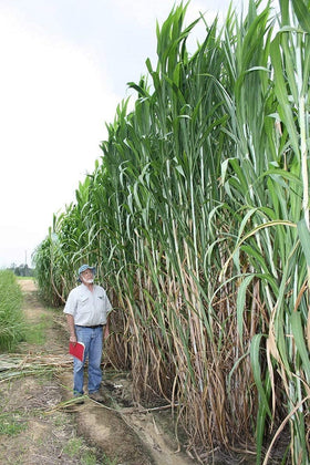 CZ Grain Elephant Grass seeds pack ready for privacy screening and quick planting