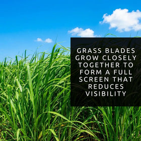 CZ Grain Elephant Grass Seeds privacy screen idea showing dense growth in landscape.