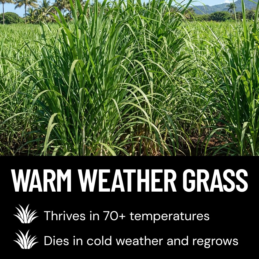 CZ Grain Elephant Grass Seeds tall plants under sun for dramatic vertical presence