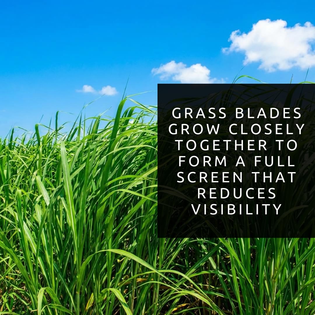 CZ Grain Elephant Grass Seeds water established roots for strong foundation