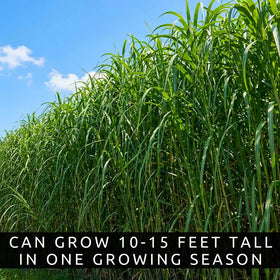 CZ Grain Elephant Grass tall clumps provide dramatic vertical structure for yards