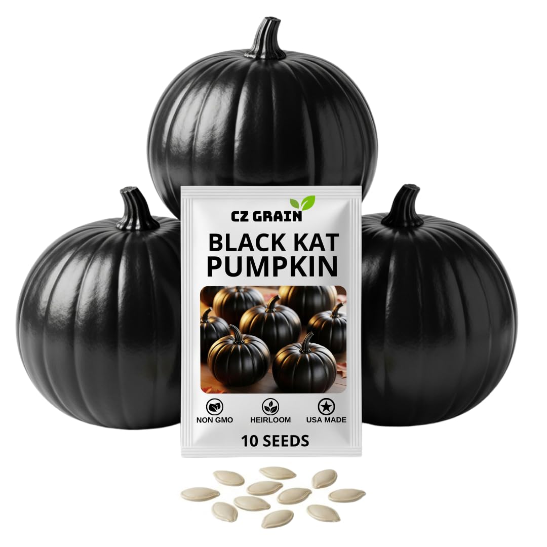 CZ Grain Exotic Black Kat pumpkin seeds pack for planting and dramatic fall color.