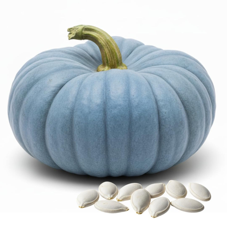 CZ Grain Exotic Blue pumpkin seeds packet ready for planting and easy garden start