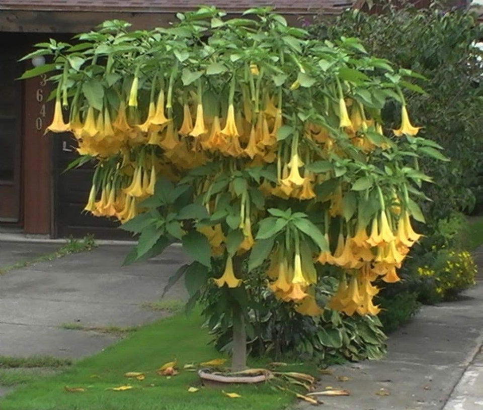 CZ Grain Exotic Yellow Trumpetbush seeds pack ready for spring planting