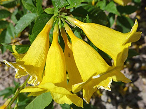 CZ Grain exotic yellow trumpetbush seeds packing and label for gardeners