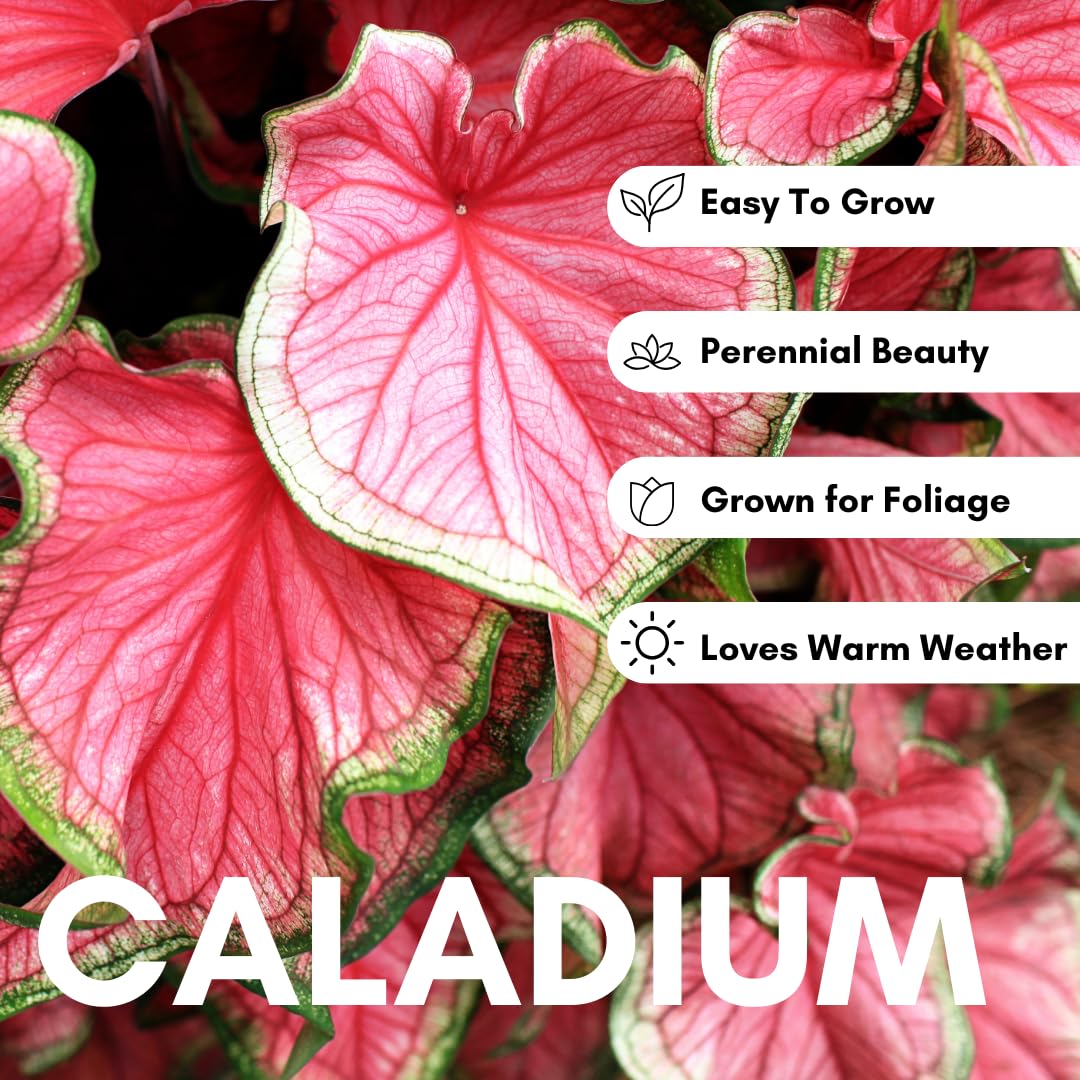 CZ Grain Fancy caladium leaves display striking color in garden beds.