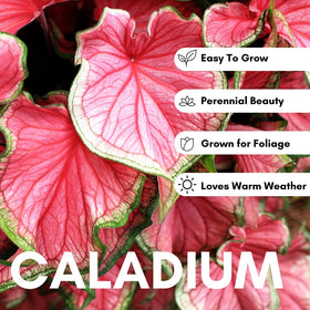 CZ Grain Fancy caladium leaves display striking color in garden beds.