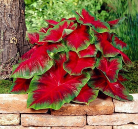 CZ Grain Florida Cardinal Caladium leaves close-up shows vivid red and green patterns