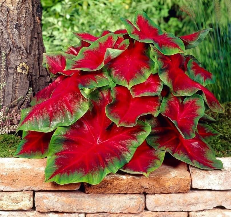 CZ Grain Florida Cardinal Caladium leaves close-up shows vivid red and green patterns