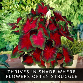 CZ Grain Florida Cardinal Caladium heart-shaped foliage adds tropical color to shade gardens