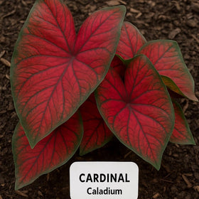 CZ Grain Florida Cardinal Caladium indoor display adds tropical flair in pots