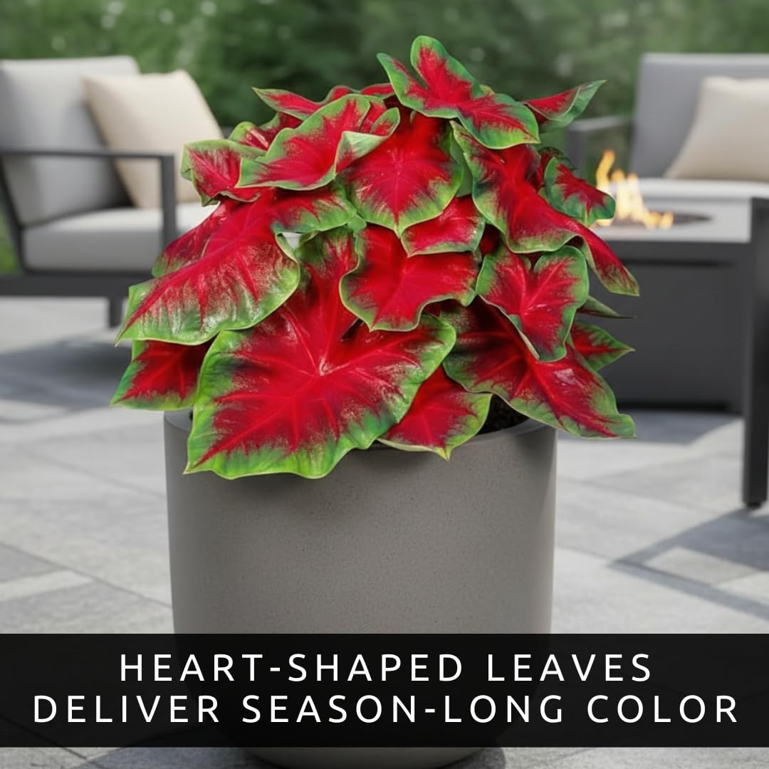 CZ Grain Florida Cardinal Caladium thrives in shaded beds with striking red-green contrast