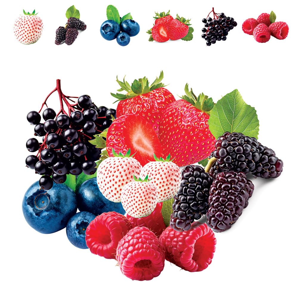 CZ Grain blueberry seeds ready to plant for lush berry bushes