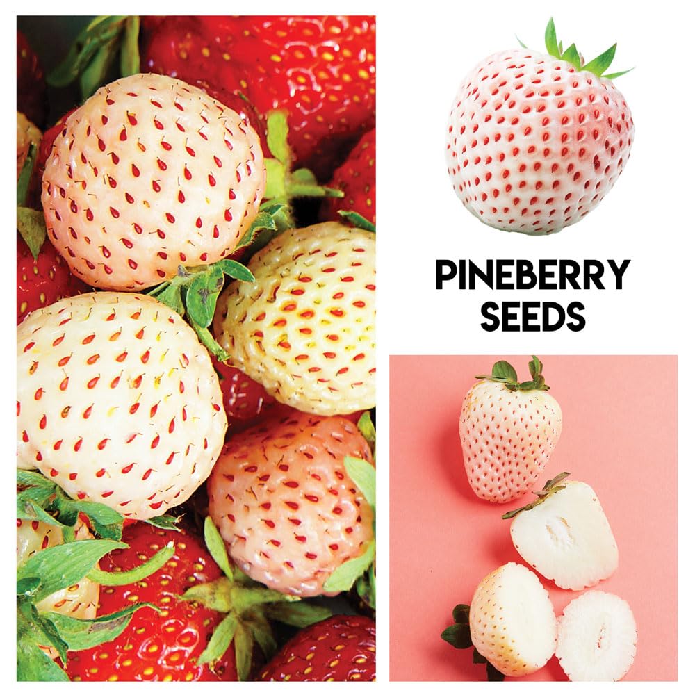 CZ Grain mulberry seeds with strong germination for vigorous growth