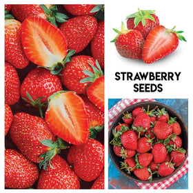 Planting tips card included to guide indoor or post-frost starts