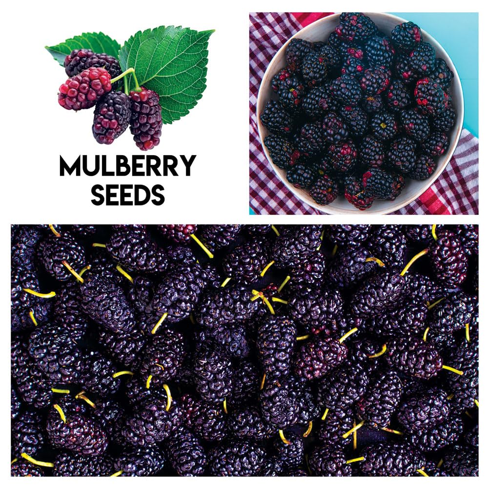 CZ Grain raspberry seeds ideal for edible garden beds