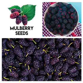 CZ Grain raspberry seeds ideal for edible garden beds