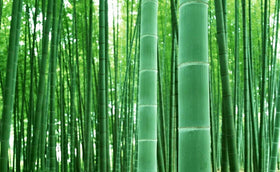 CZ Grain giant timber bamboo seeds packaging close-up, ready for reliable germination and growth.
