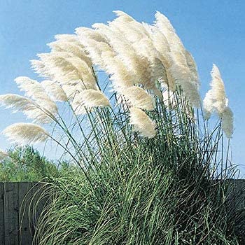 CZ Grain giant white pampas grass seed head close-up for ornamental displays.