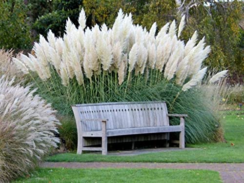 CZ Grain giant white pampas grass seeds in a bag, ready for outdoor planting.