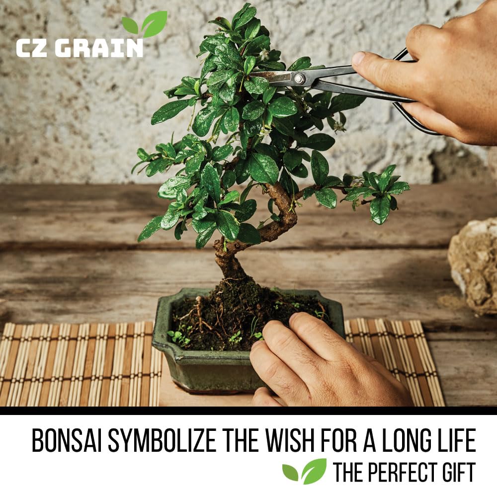CZ Grain gift-ready bonsai seeds image for plant lovers