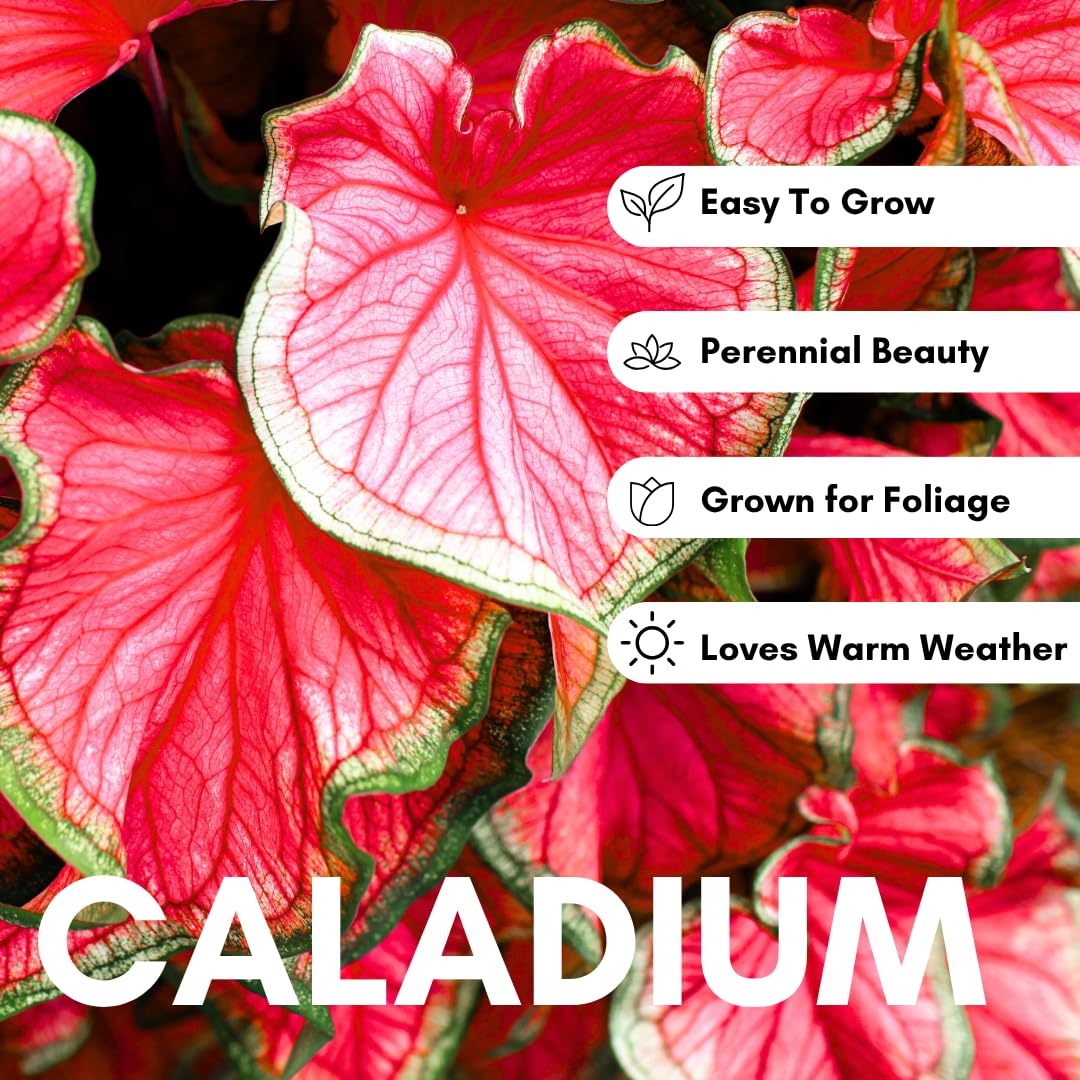 CZ Grain Heart-shaped elephant ears showcase bold foliage for dramatic garden accents.