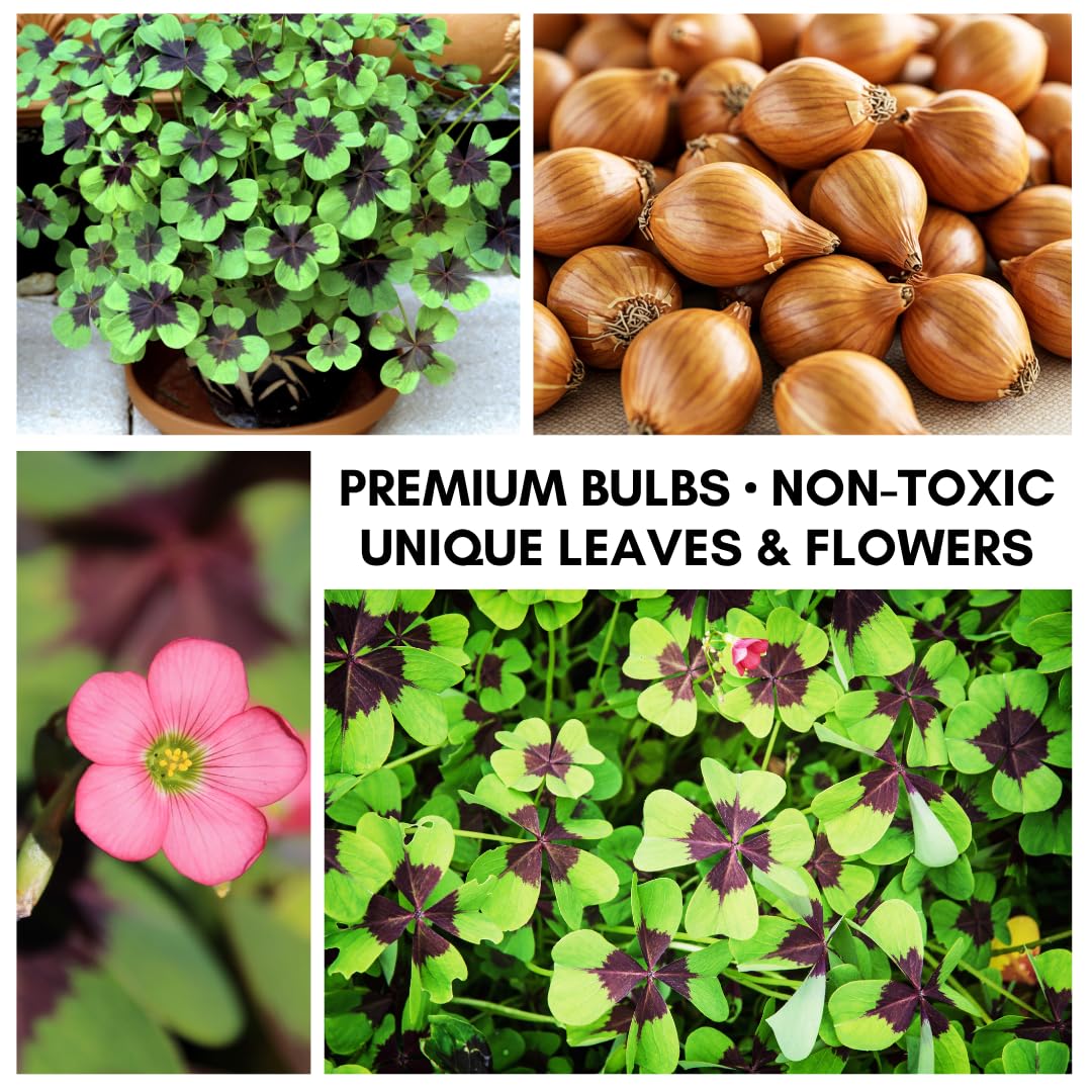 CZ Grain Iron Cross Shamrock Bulbs Greens show lush foliage for quick focal points.