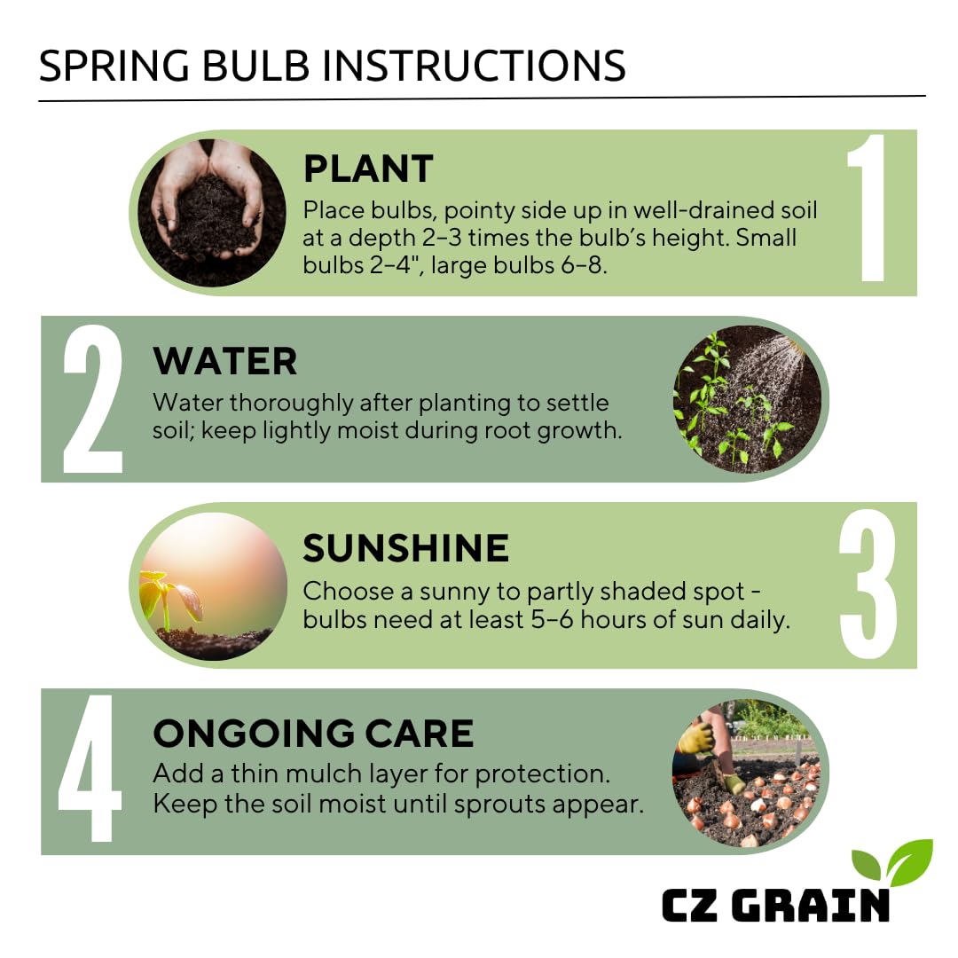 CZ Grain Iron Cross Shamrock Bulbs Indoor-Outdoor Use shows flexibility for seasonal color.