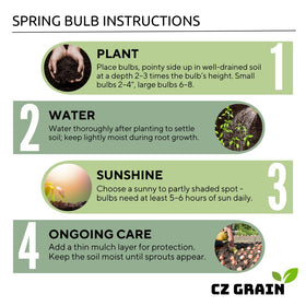 CZ Grain Iron Cross Shamrock Bulbs Indoor-Outdoor Use shows flexibility for seasonal color.