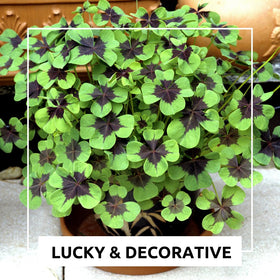 CZ Grain Iron Cross Shamrock Bulbs on Table show compact color for patios or desks.