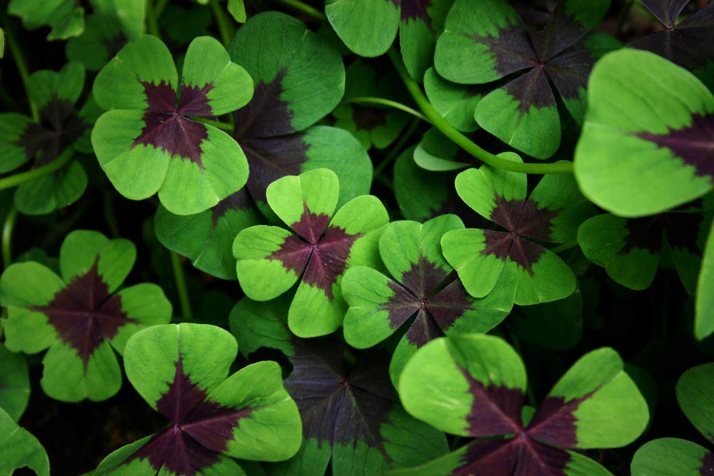 CZ Grain Iron Cross Shamrock bulbs pack for vibrant indoor and outdoor color.