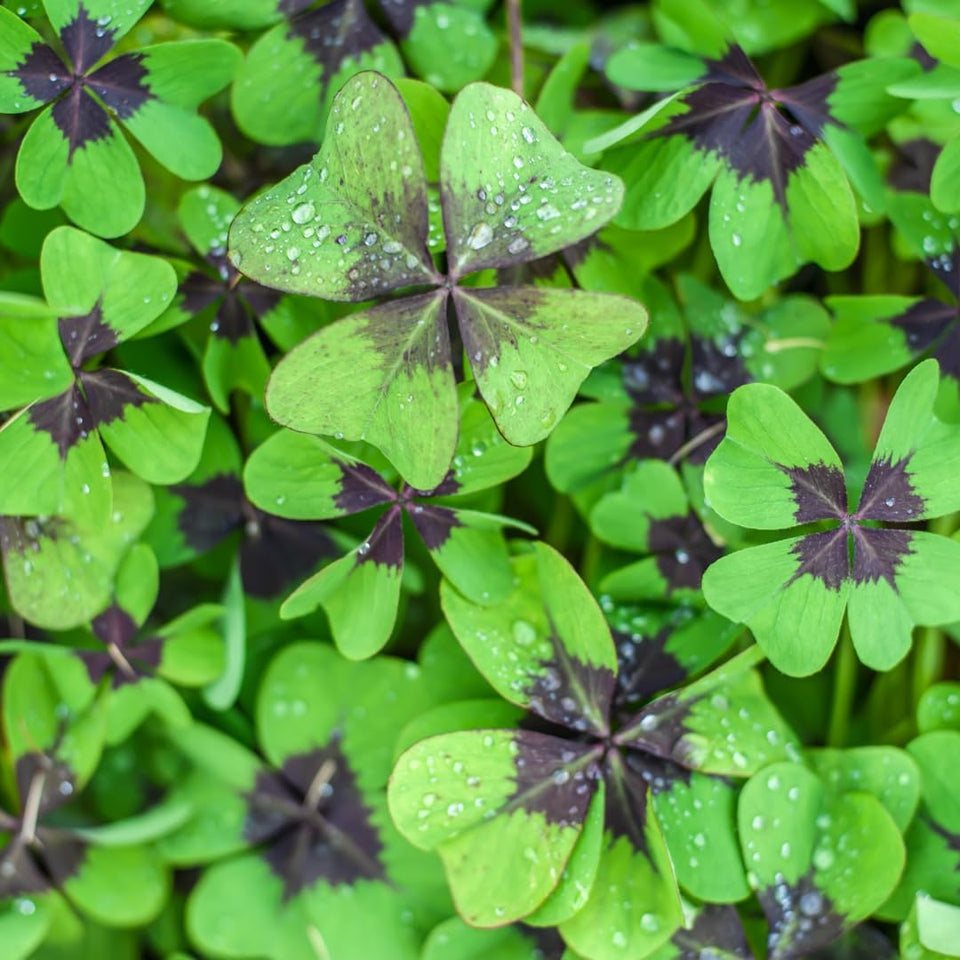 CZ Grain Iron Cross Shamrock Bulbs packaging ready for quick indoor color and easy planting.