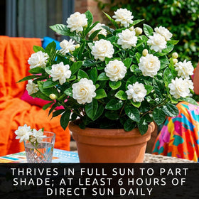 CZ Grain Jasmine plants in pots thriving in containers for balconies or small spaces.