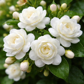 CZ Grain Jasmine seeds pack shot highlighting a 20-seed packet for easy garden planting.