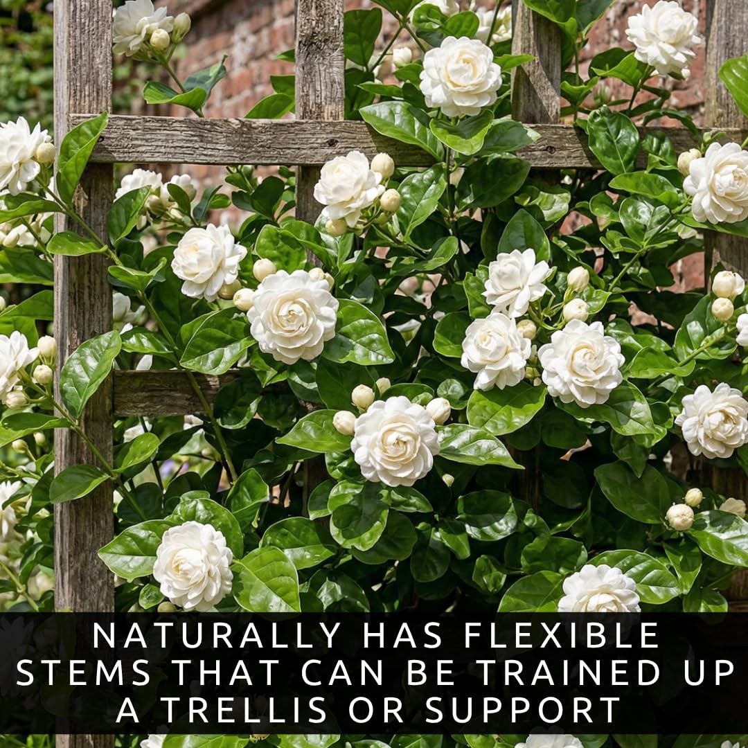 CZ Grain Jasmine vine on trellis demonstrating vertical garden potential.