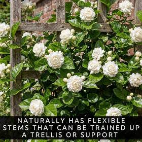 CZ Grain Jasmine vine on trellis demonstrating vertical garden potential.