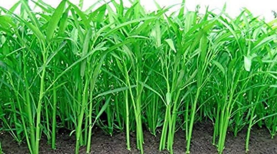 CZ Grain Kong Xin CAI seeds close-up, showing quality for strong germination.
