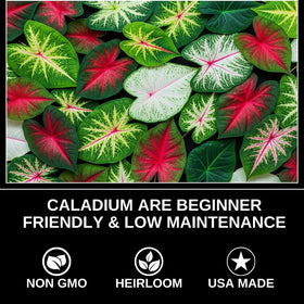 CZ Grain low-light friendly caladium brightens shaded corners