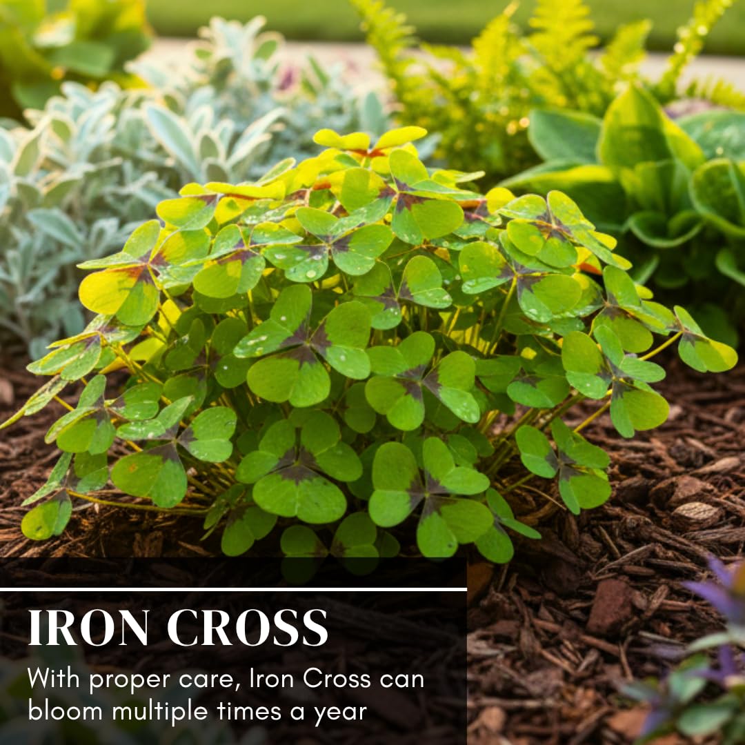 CZ Grain low-maintenance care with bright light and well-draining soil.
