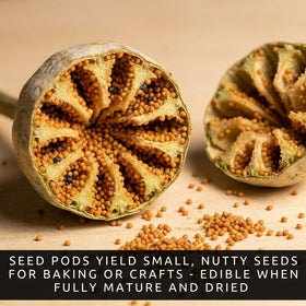 CZ Grain Mammoth Poppy Seeds closeup reveals numerous seeds suitable for culinary use.